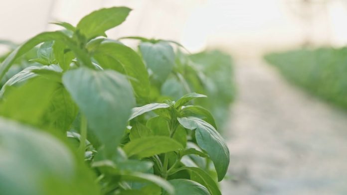 planta
