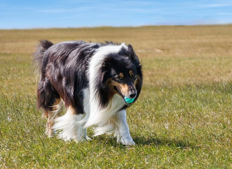 EL PERRO QUE VIVE EN UN HOGAR MÁS RICO, CON PEOR SALUD