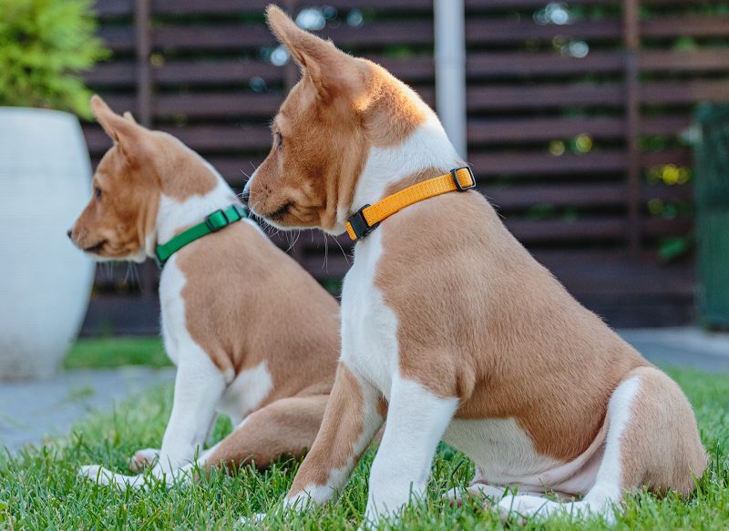 ESPAÑA TIENE EL DOBLE DE MASCOTAS QUE NIÑOS