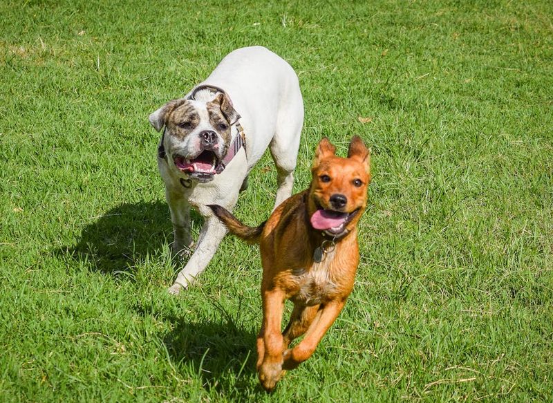 UN PERRO LIMPIO ES UN PERRO FELIZ