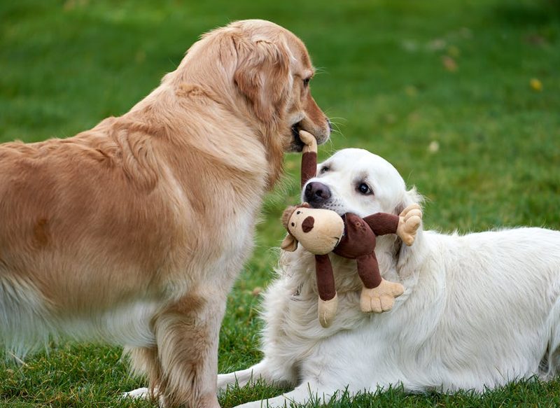 EL APOYO SOCIAL, FUNDAMENTAL PARA EL BIENESTAR DEL PERRO