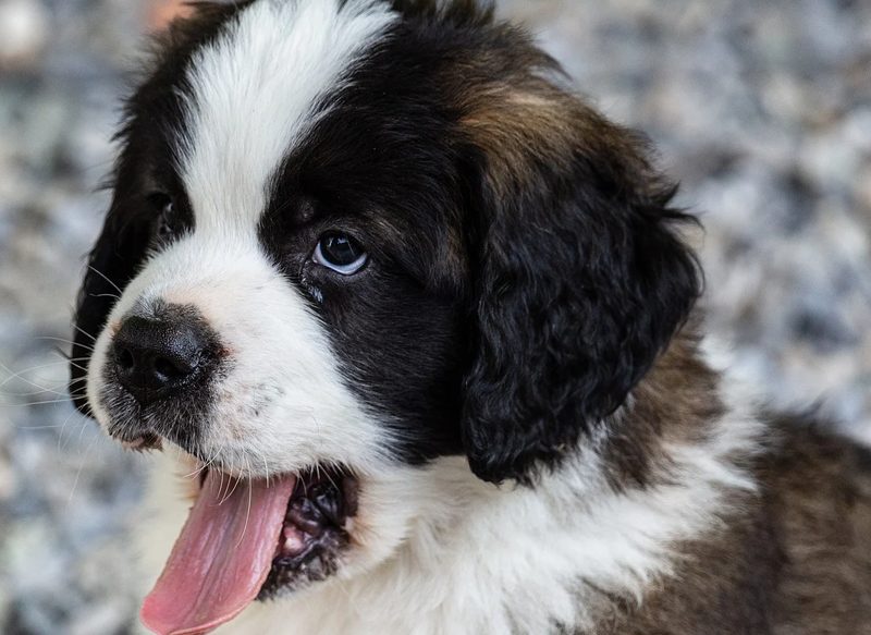 Esto es lo que debes hacer para que tu perro sea el más feliz del mundo