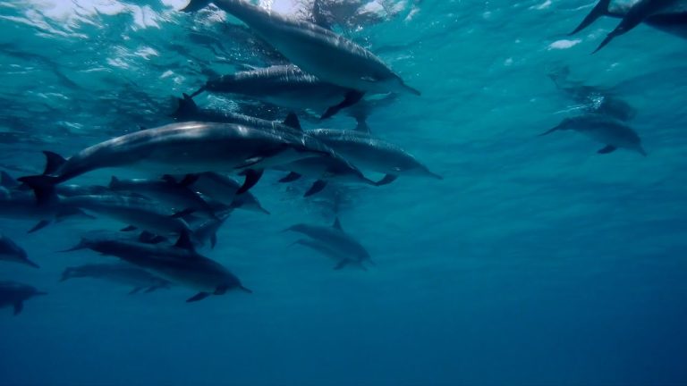 Los delfines usan a los peces globos con fines recreativos