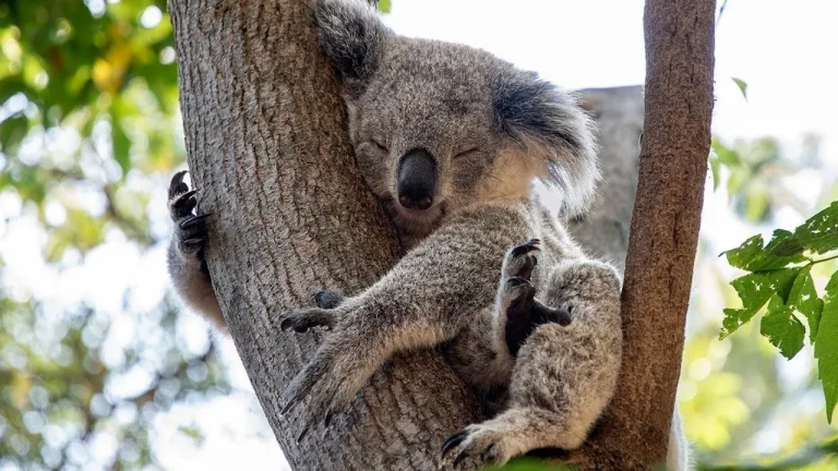 Los koalas son los animales que más duermen