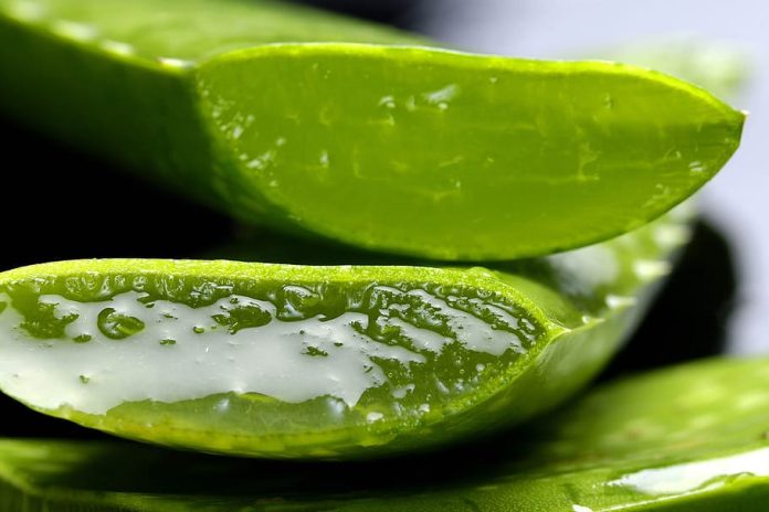 aloe vera hidratacion piel