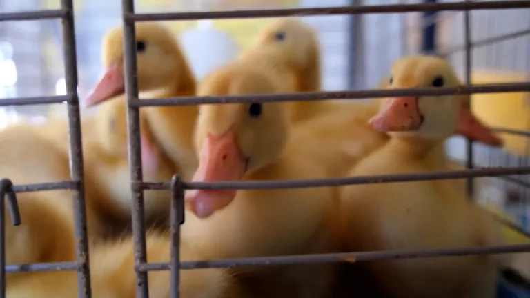 OMS teme que gripe aviar se adapte para infectar a los humanos