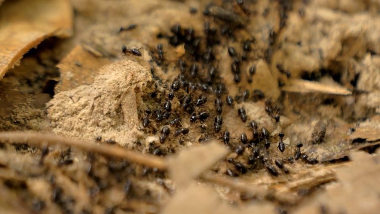 ¿Cuál es la función de la hormiga Reina?