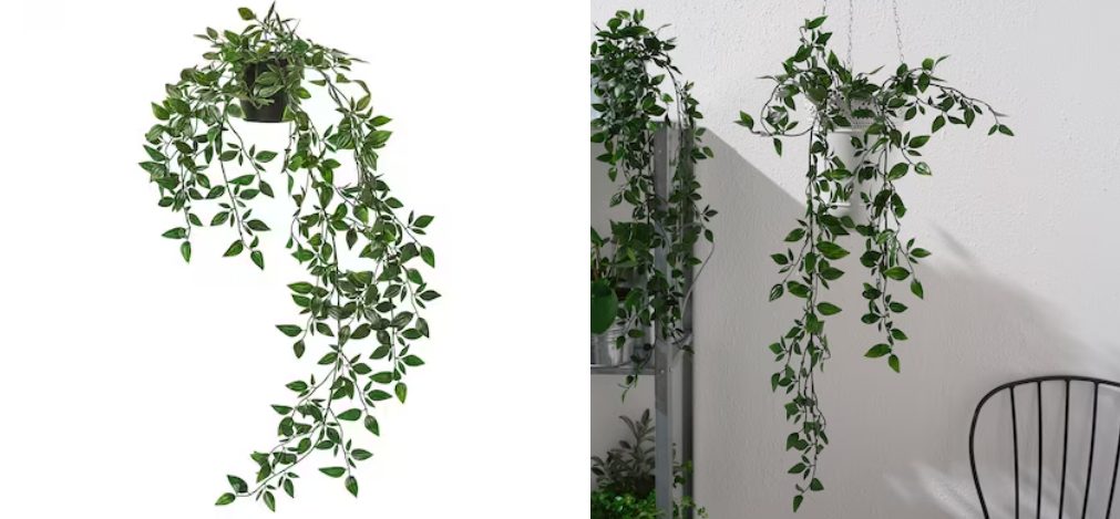 planta colgante
