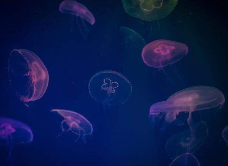 COLABORACIÓN PARA EVITAR LAS MEDUSAS