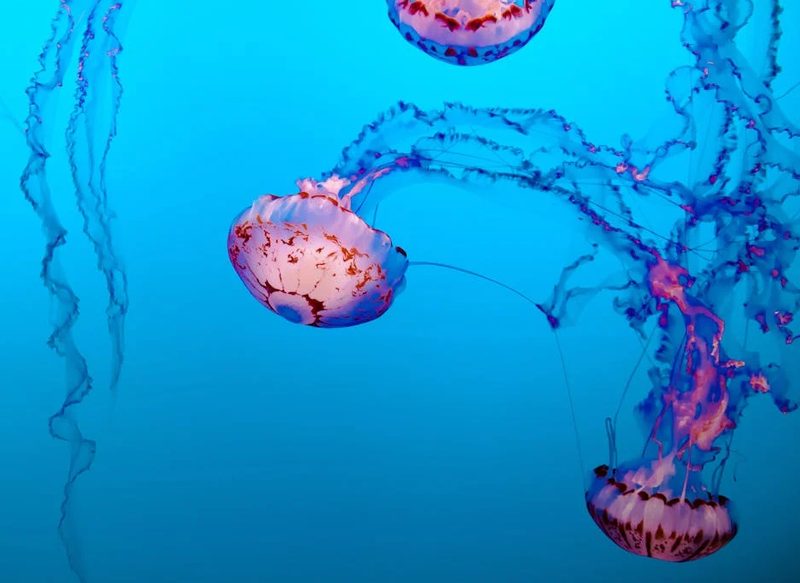 ¿QUÉ ES MEDUSAPP?