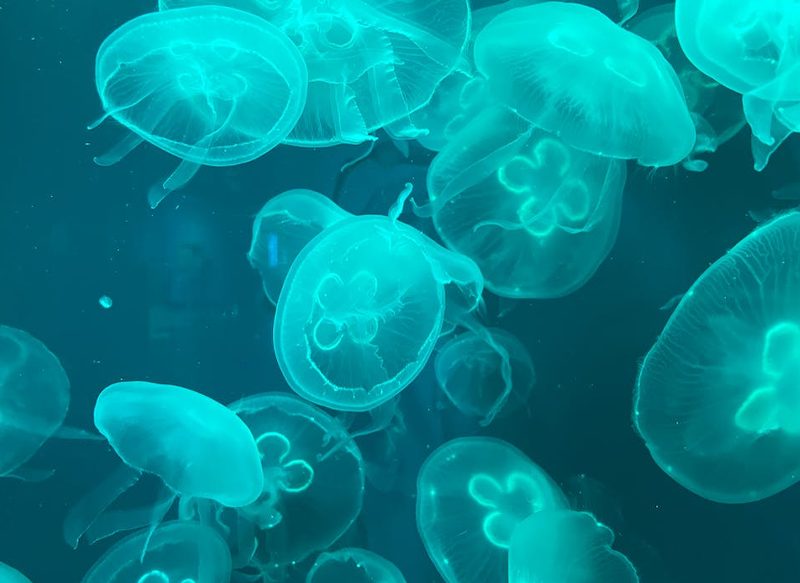 ¿POR QUÉ HAY TANTAS MEDUSAS ESTE VERANO EN ESPAÑA?