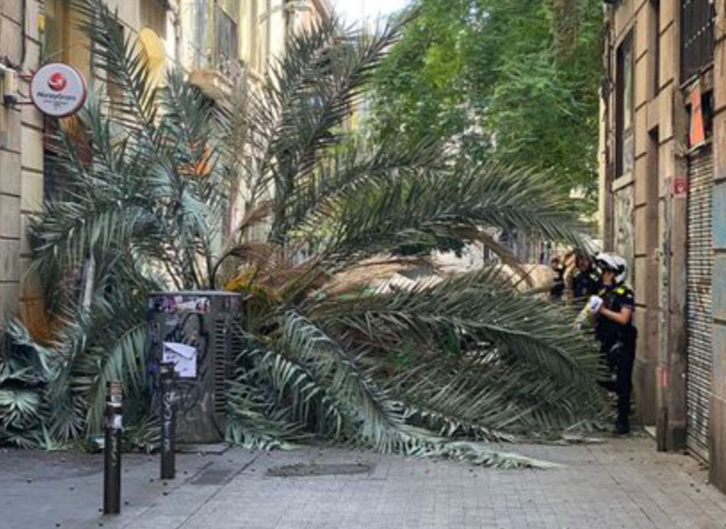 La caída súbita de una palmera datilera acaba con la vida de una mujer en la Barcelona del PSC