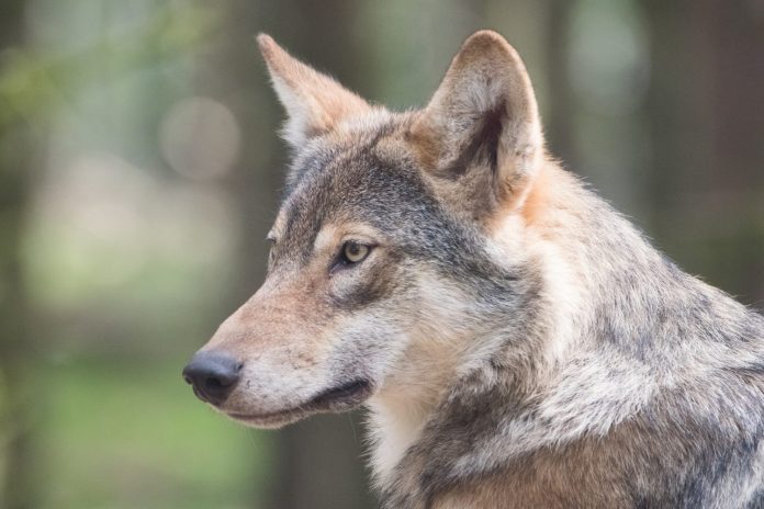 RFEC pide a Teresa Ribera que acepte el control del lobo