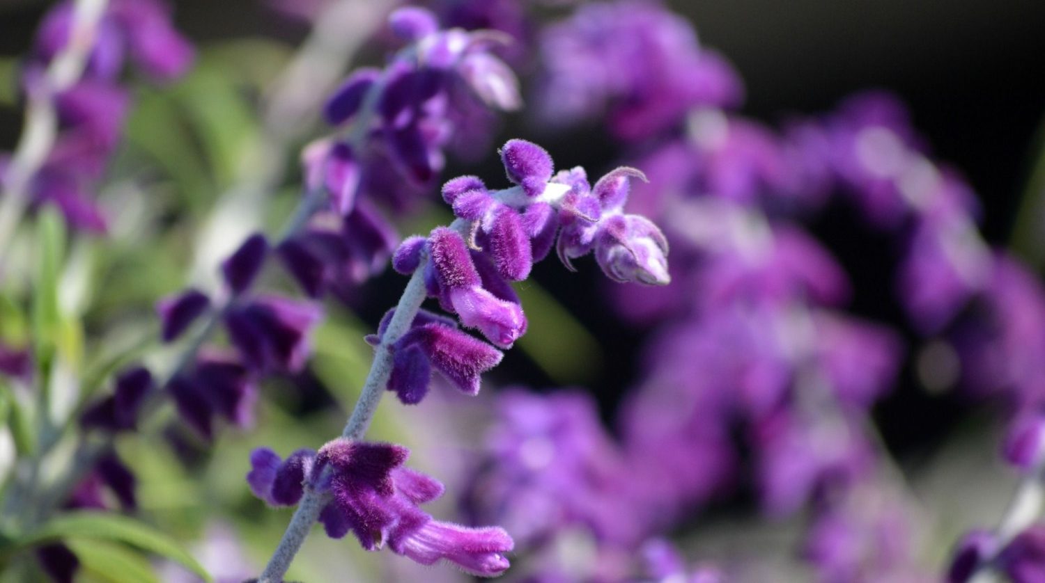 Deja atrás el resfriado con estos remedios caseros que son más eficaces que el paracetamol 3 Moncloa Infusión de salvia: