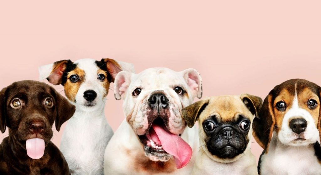 ¡Cuida a tu mejor amigo y tu bolsillo! Estudio OCU revela el gran ahorro anual en piensos caninos: Así lo puedes lograr 2 Moncloa perro