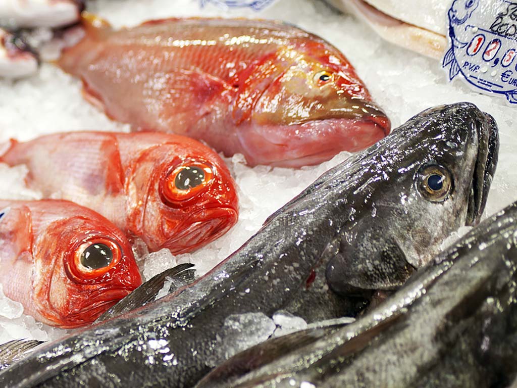 Dorada Exquisita: deliciosa receta preparada con Thermomix para disfrutar de sabores inigualables en casa 1 Moncloa pescado muerto Moncloa