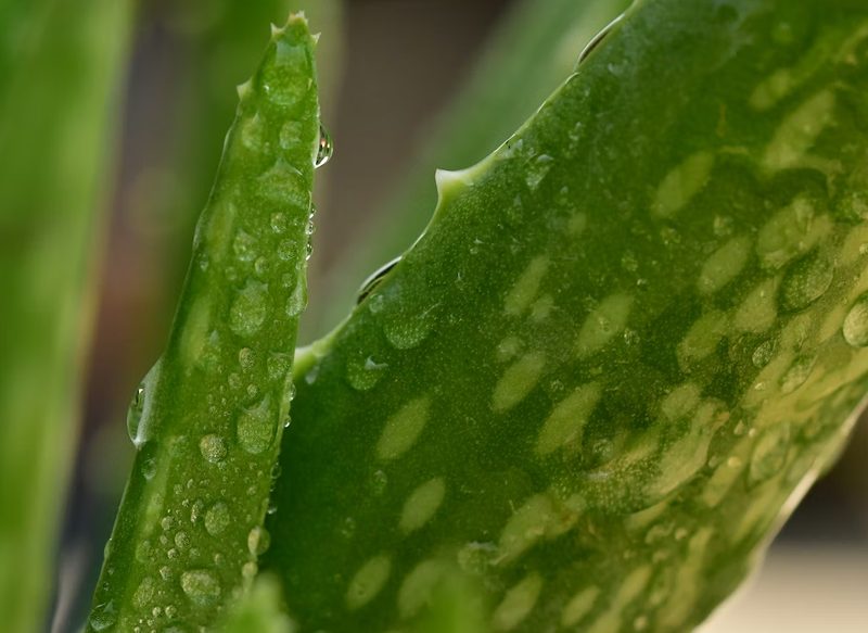 ALOE VERA PARA ELIMINAR LOS HONGOS