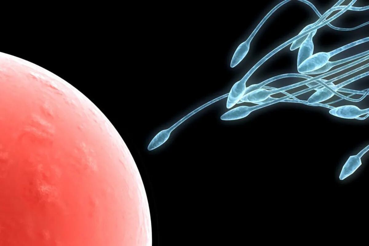 Desvelamos cinco fascinantes secretos del espermatozoide, protagonista clave en el misterioso proceso de fecundación 2 Moncloa EL PAPEL DE LA MITOCONDRIA ENERGÉTICA
