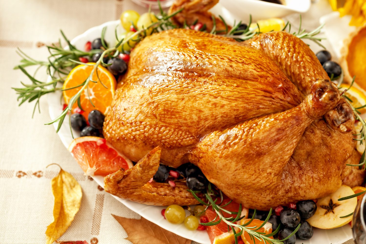 pavo