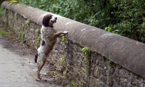 Estos son los lugares más aterradores del mundo 3 Moncloa perros suicidas puente escocia.jpg 825434842 Moncloa