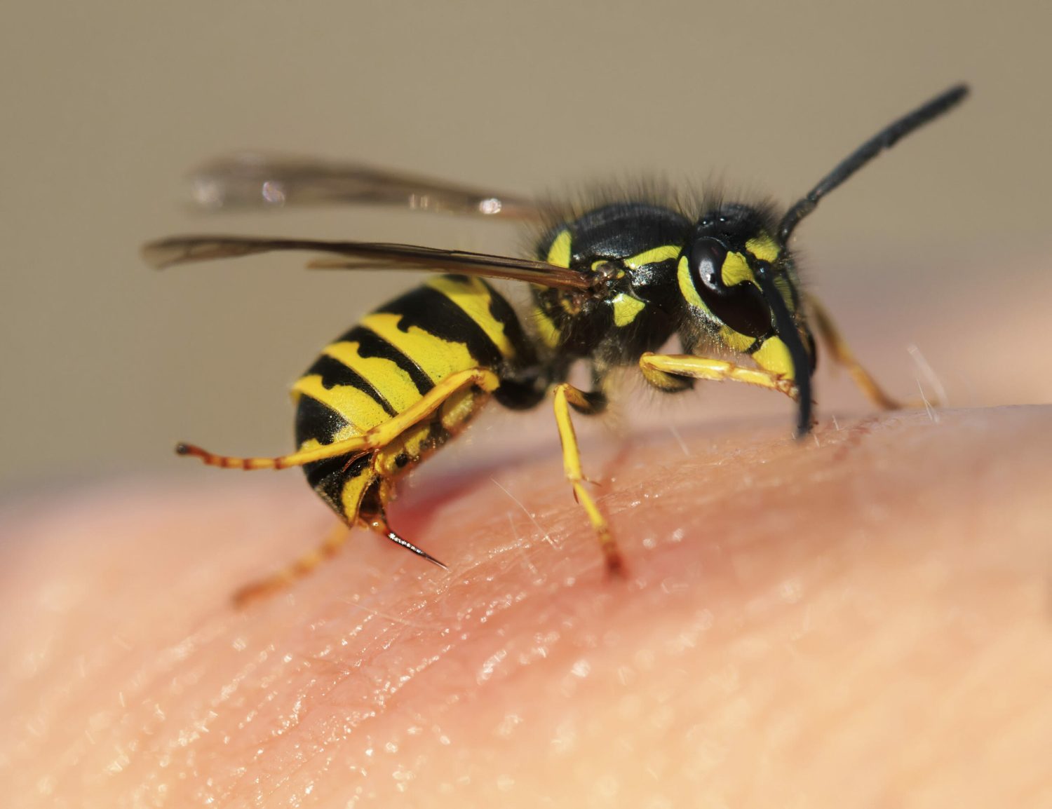 abejas