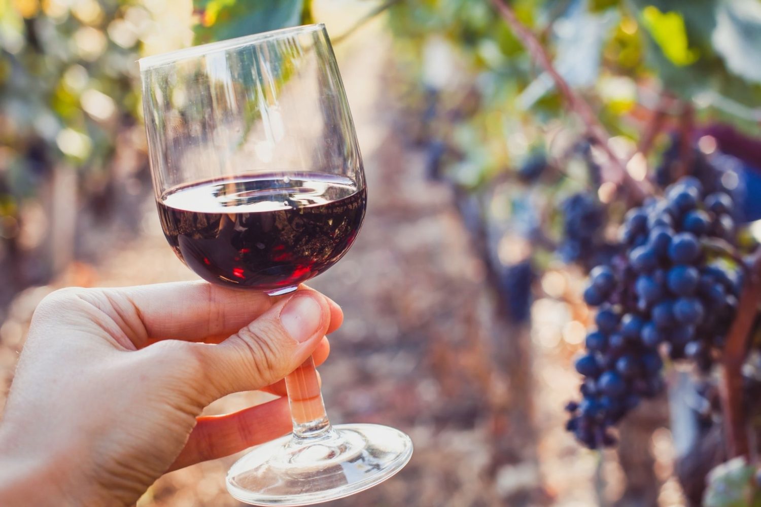 vino tinto