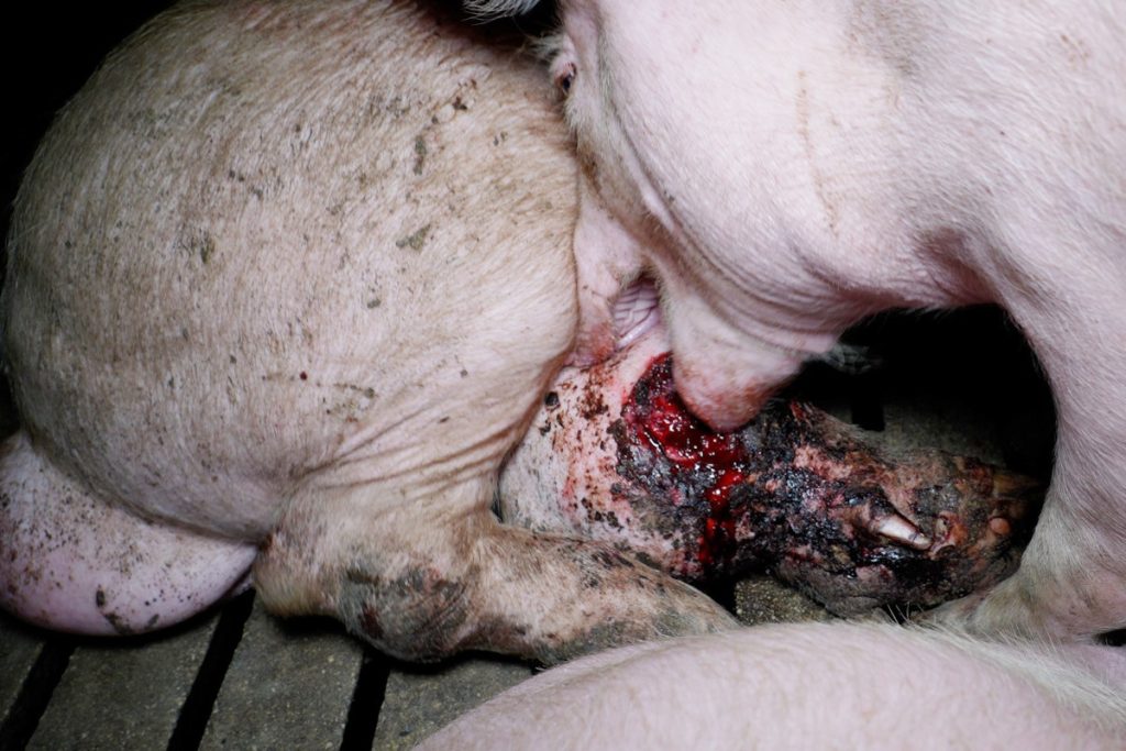 OBA ofreció imágenes del canibalismo entre los cerdos.