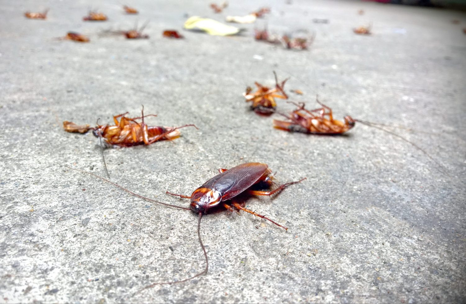 cucarachas