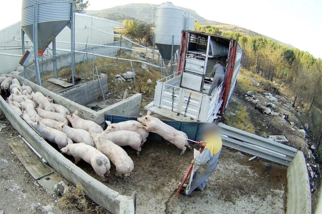 Momento en el que son trasladados los cerdos de la granja del terror.