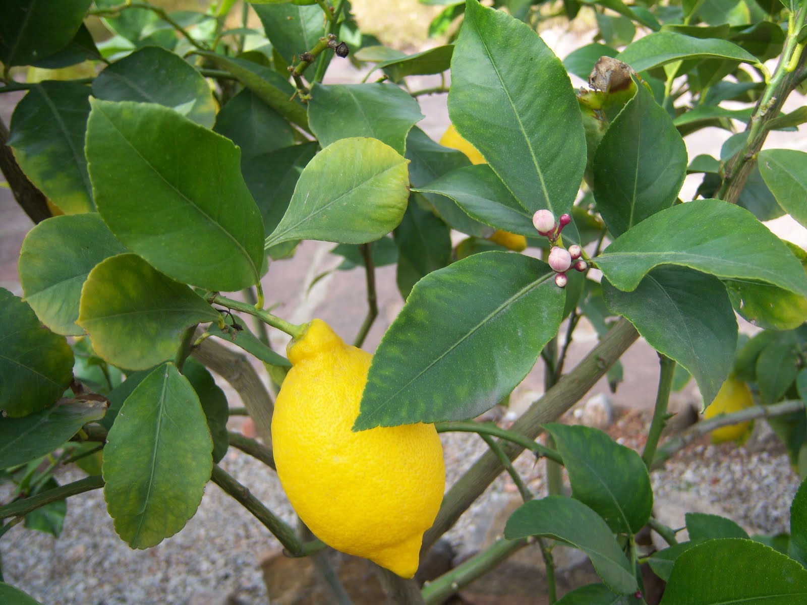 Descubre el poder del limón: Despídete de la barriga y pierde hasta 7 kilos en días con esta dieta revolucionaria 2 Moncloa MITOS Y REALIDADES DE LA DIETA DEL LIMÓN