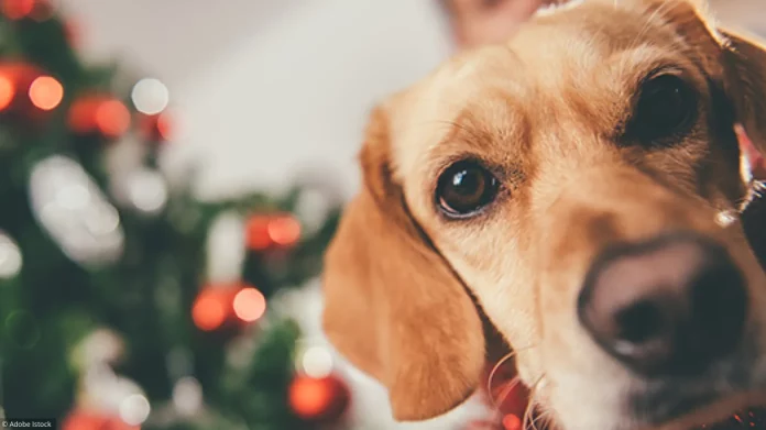 NAVIDAD PERRO