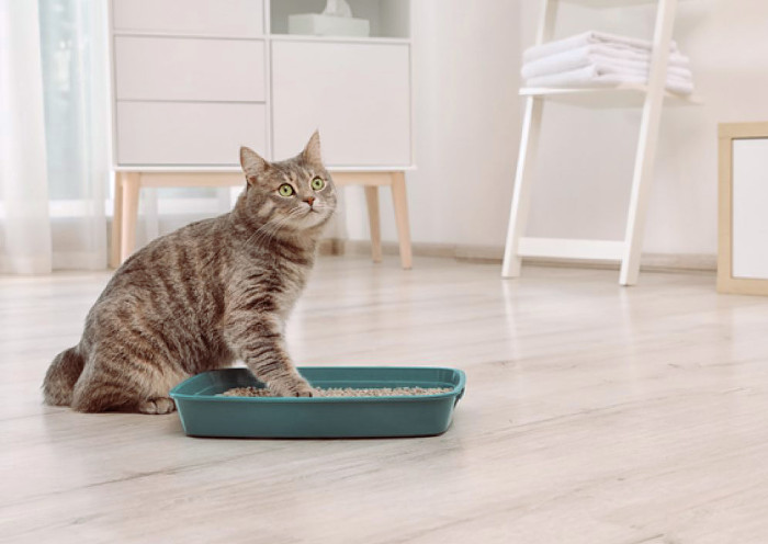 Aire puro en casa: descubre trucos caseros para erradicar el olor a orina de gato. ¡Ambiente fresco! 3 Moncloa EL ENTRENAMIENTO DE TU GATO