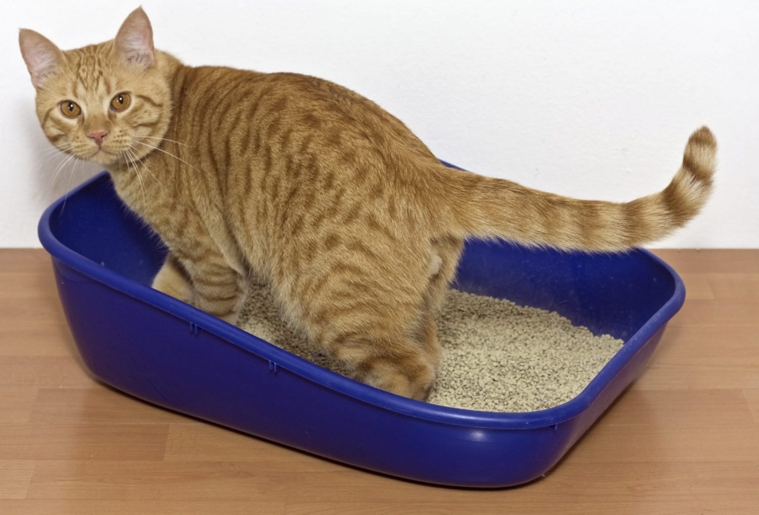 Aire puro en casa: descubre trucos caseros para erradicar el olor a orina de gato. ¡Ambiente fresco! 2 Moncloa LAVADO FRECUENTE DE LA ROPA DE CAMA Y CORTINAS