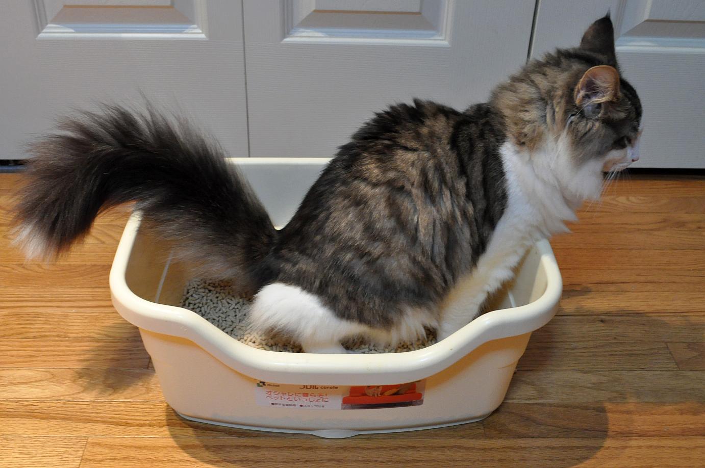 Aire puro en casa: descubre trucos caseros para erradicar el olor a orina de gato. ¡Ambiente fresco! 1 Moncloa EL ENTRENAMIENTO DE TU GATO
Además de seguir los consejos anteriores, el entrenamiento de tu gato puede desempeñar un papel fundamental en la prevención de los accidentes con orina. Enséñale a usar su caja de arena desde una edad temprana y refuerza este comportamiento positivo con recompensas como golosinas o caricias. Si tu gato comienza a orinar fuera de la caja, no lo castigues, ya que esto puede empeorar el problema. En su lugar, intenta identificar la causa subyacente y abordarla de manera adecuada.
ATENCIÓN A LA SALUD DE TU GATO
Los problemas de salud, como infecciones urinarias o enfermedades del tracto urinario, pueden llevar a que tu gato orine fuera de la caja de arena. Si notas un cambio repentino en el comportamiento de tu mascota en relación con la micción, es importante consultar a un veterinario. Estos problemas de salud pueden ser tratados con éxito, y resolverlos contribuirá a eliminar el olor a orina en tu hogar.
ELIMINACIÓN PROFESIONAL DEL OLOR A ORINA
En algunos casos, especialmente si el olor a orina de gato se ha impregnado en superficies porosas como la madera o el concreto, puede ser necesario recurrir a servicios profesionales de limpieza. Las empresas de limpieza especializadas pueden utilizar equipos y productos diseñados para eliminar de manera efectiva los olores persistentes. Asegúrate de buscar profesionales de confianza y solicitar referencias antes de contratar un servicio.
CUIDADO CON LOS PRODUCTOS QUÍMICOS AGRESIVOS
Al lidiar con el olor a orina de gato, evita el uso de productos químicos agresivos o limpiadores con olores fuertes. Estos productos pueden irritar a tu gato y enmascarar el olor en lugar de eliminarlo por completo. Opta por soluciones naturales y seguras, como las mencionadas anteriormente, para garantizar la seguridad y comodidad de tu mascota.
LA IMPORTANCIA DE LA CONSISTENCIA
La consistencia en la aplicación de los métodos y consejos mencionados es clave para mantener un ambiente libre de olores a orina de gato. Mantén una rutina de limpieza regular y sigue las pautas de entrenamiento de tu gato de manera constante. Cuanto más consistente seas, mejores serán los resultados a largo plazo.
UN HOGAR LIMPIO Y FRESCO PARA TI Y TU GATO
En resumen, vivir en un hogar con gatos no significa que debas soportar permanentemente el olor a orina. Con una combinación de limpieza adecuada, entrenamiento de tu gato y atención a su salud, puedes mantener un ambiente limpio y fresco para todos los miembros de tu familia, incluyendo a tus queridas mascotas. Además, el uso de remedios caseros y soluciones naturales es respetuoso con el medio ambiente y seguro para tu gato.
La convivencia con mascotas, como los gatos, puede ser una experiencia gratificante y enriquecedora. Con los cuidados apropiados y la atención a los detalles, puedes asegurarte de que tu hogar sea un lugar limpio y saludable para todos. Sigue estos consejos y disfruta de la compañía de tu gato en un ambiente fresco y agradable.