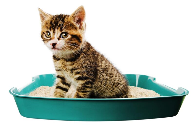 Aire puro en casa: descubre trucos caseros para erradicar el olor a orina de gato. ¡Ambiente fresco! 4 Moncloa LA IMPORTANCIA DE LA CONSISTENCIA