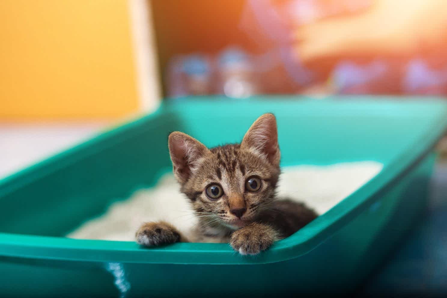 gato