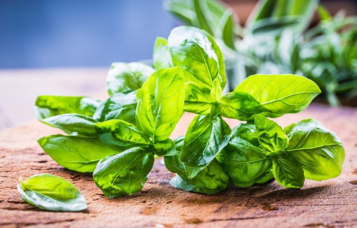 La albahaca no es solo para la pizza: ¡Mira lo que hace en tu té!