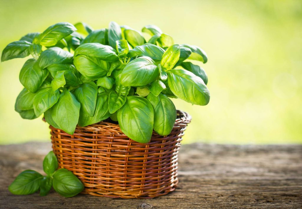 Albahaca para bajar el azúcar en la sangre