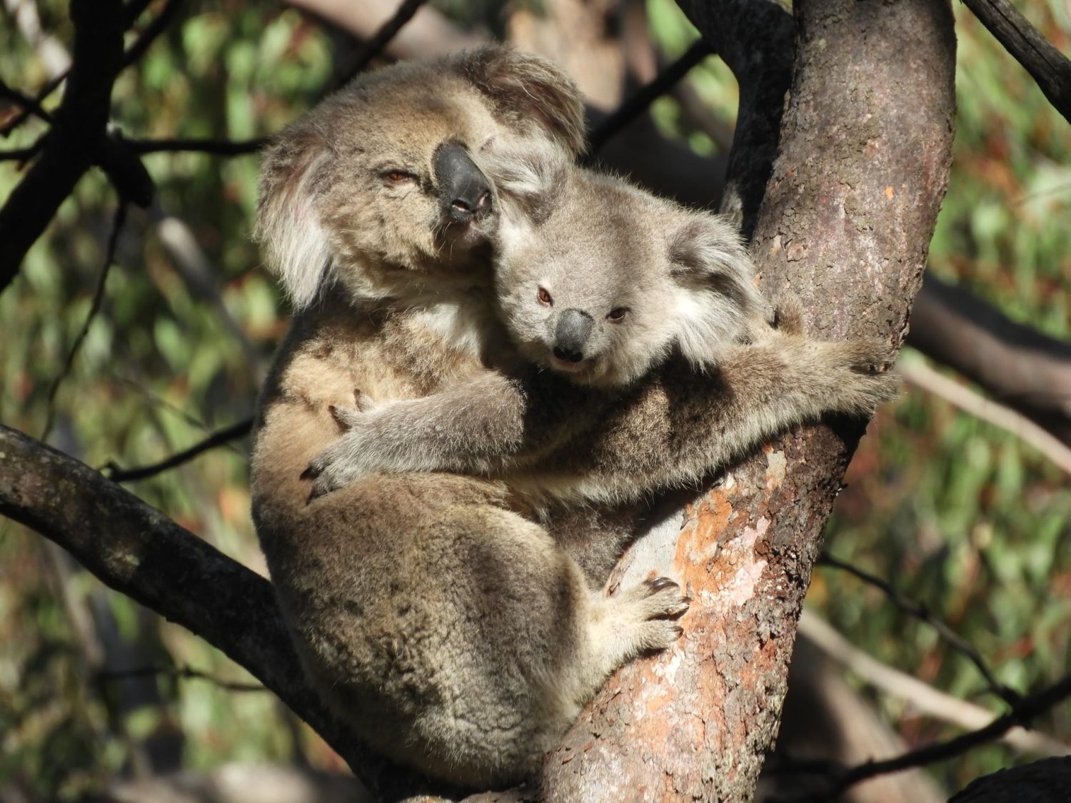 AUSTRALIA: MITOS SOBRE LA VIDA SALVAJE AUSTRALIANA