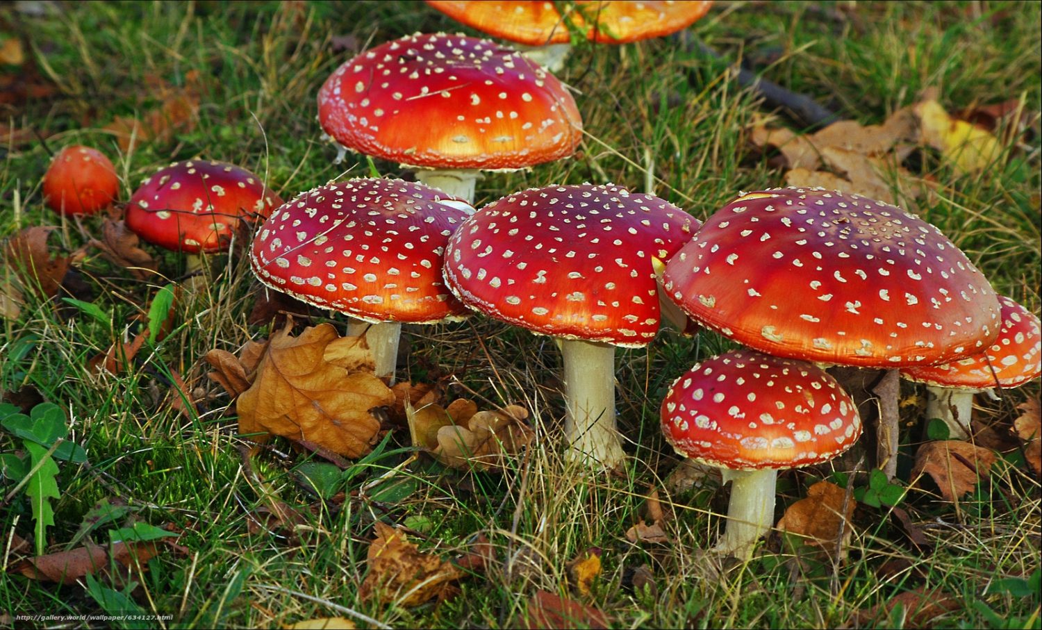 Setas: ¿Superfood o superproblema? Lo que no te dicen 3 Moncloa LAS SETAS Y LA RIQUEZA DE LA BIODIVERSIDAD