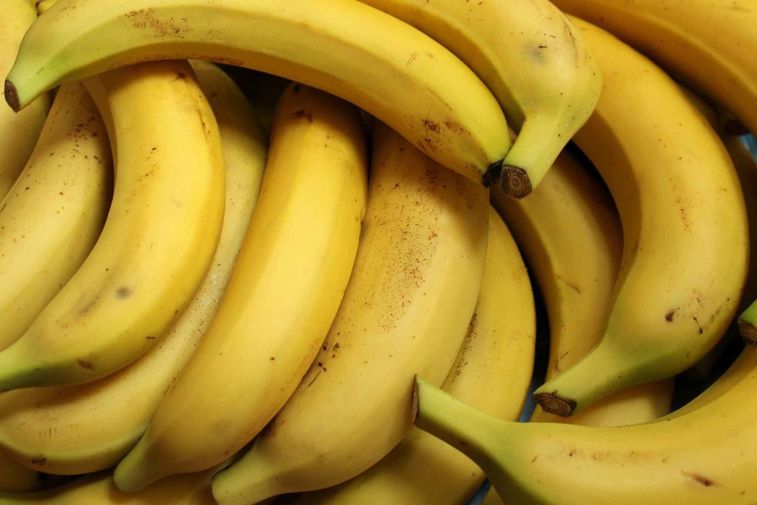 ¿Pueden los diabéticos disfrutar de plátanos? ¡Sorpresa! 1 Moncloa EL COMPONENTE ESTRELLA: CARBOHIDRATOS EN LOS PLÁTANOS