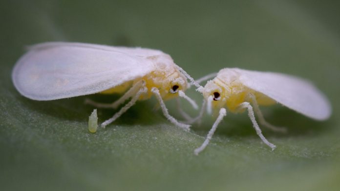 pulgón blanco