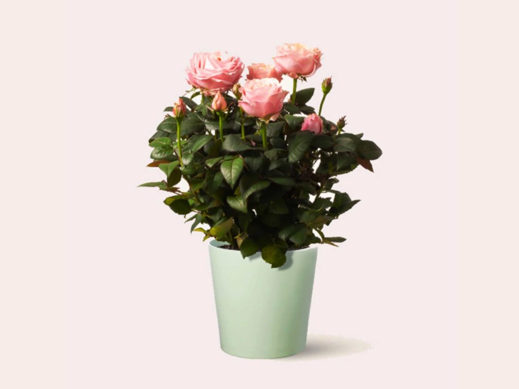 san valentín