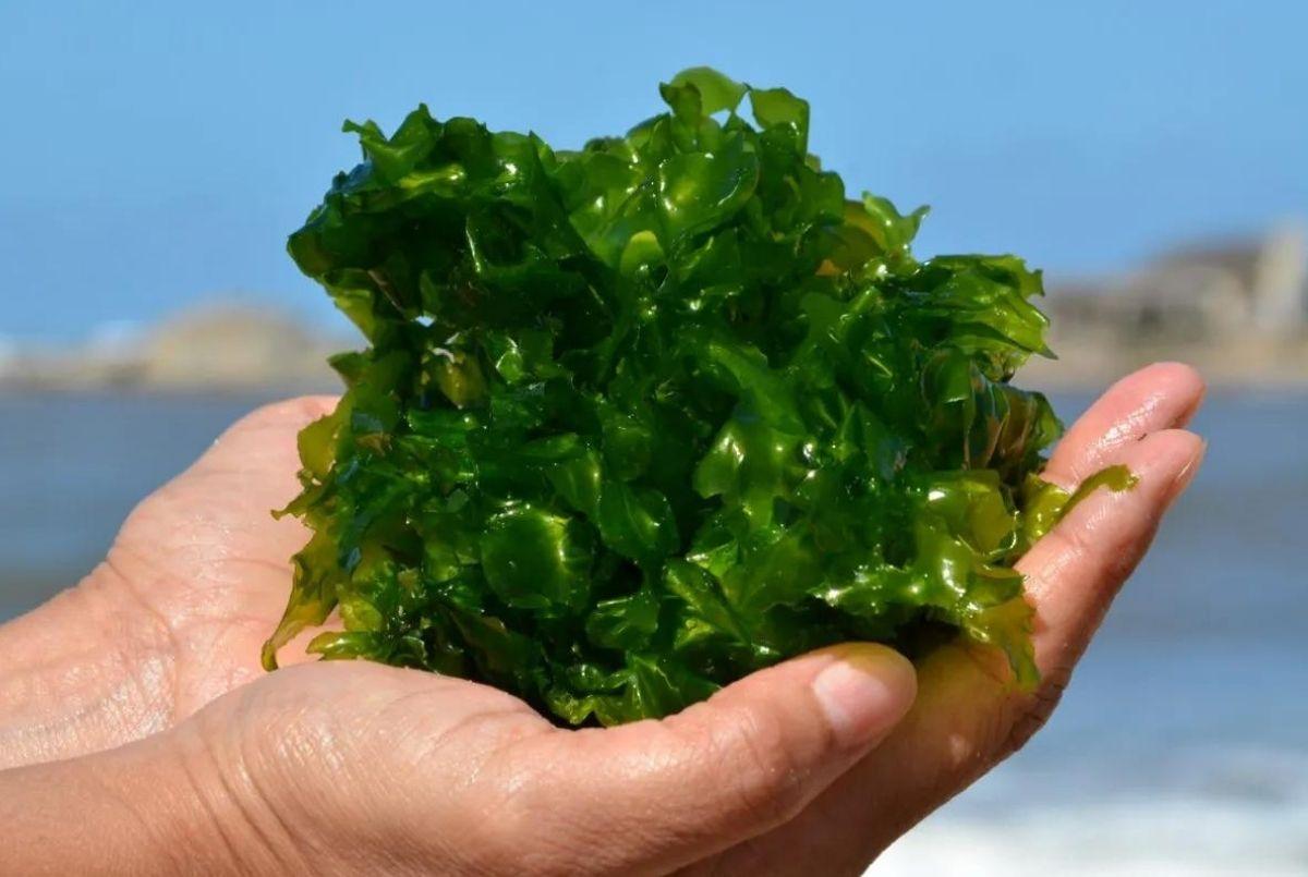 ¡Atención mayores de 60! Descubre los 7 superalimentos para transformar tu dieta 6 Moncloa ALGAS MARINAS: UNA FUENTE DE NUTRIENTES ÚNICA