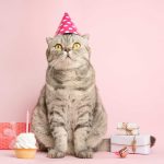 Día mundial del gato: Descubre el misterio de sus tres celebraciones anuales, una fiesta felina inolvidable