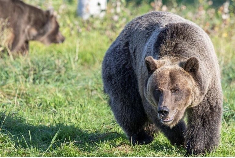 PACMA arremete contra el radiomarcaje de osos en CyL tras publicarse un artículo que muestra la «brutalidad» del proceso 1 Moncloa PACMA arremete contra el radiomarcaje de osos en CyL tras publicarse un artículo que muestra la «brutalidad» del proceso| Foto: BOB HUBNER, WSU PHOTO SERVICES