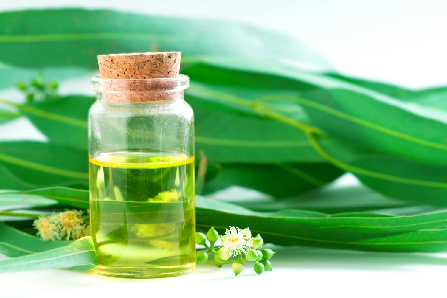 Elimina plagas y enfermedades de sus plantas con estos remedios eficaces