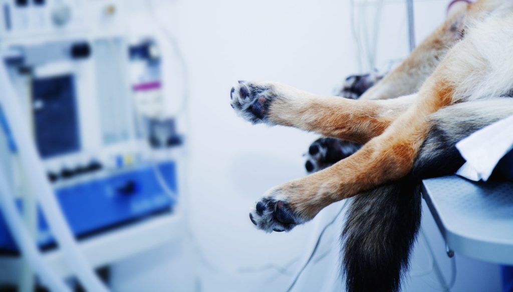RCP Canino: El método que salvará a tu perro (¡Y no es como crees!) 2 Moncloa RCP CANINO Moncloa