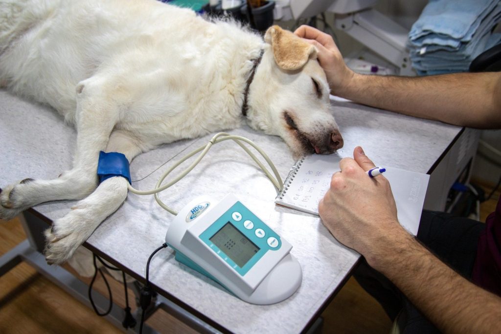 RCP Canino: El método que salvará a tu perro (¡Y no es como crees!) 4 Moncloa RCP CANINO 2 Moncloa