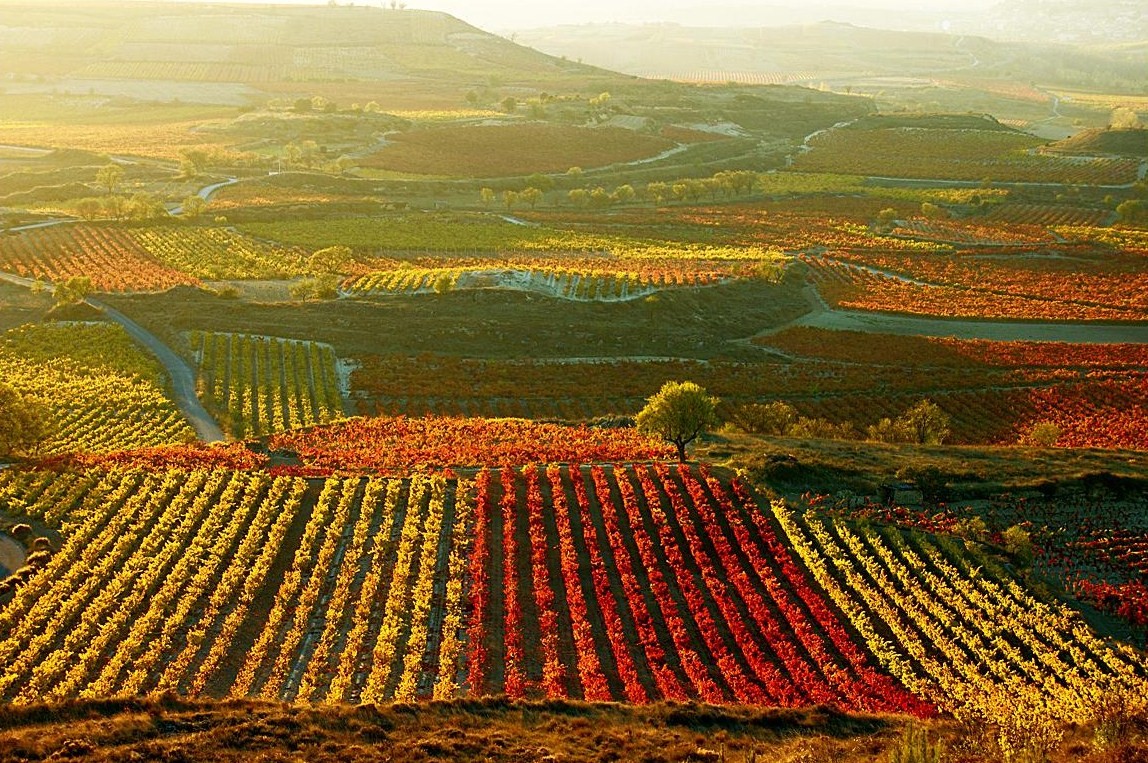 Explora el encanto secreto: 10 curiosidades de La Rioja que te sorprenderán y desconocías hasta hoy 1 Moncloa VIÑEDOS CON HISTORIA